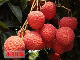 为什么说 最好吃的两个荔枝品种是桂味和糯米糍