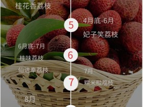 2022年增城桂味荔枝多少钱一斤 从化桂味呢