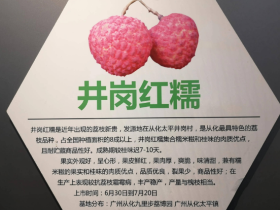 荔枝新贵仙进奉、井岗红糯和无核荔枝对比
