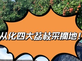 从化荔枝哪里最出名