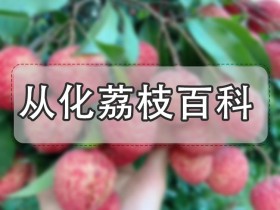 广州荔枝种植面积最广 品种齐全的荔枝之乡在哪