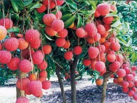 从化荔枝果园现摘 糯米糍 桂味荔枝 还有清澈的山水可玩