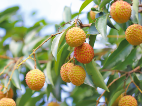 哪里的桂味荔枝最正宗,最好吃